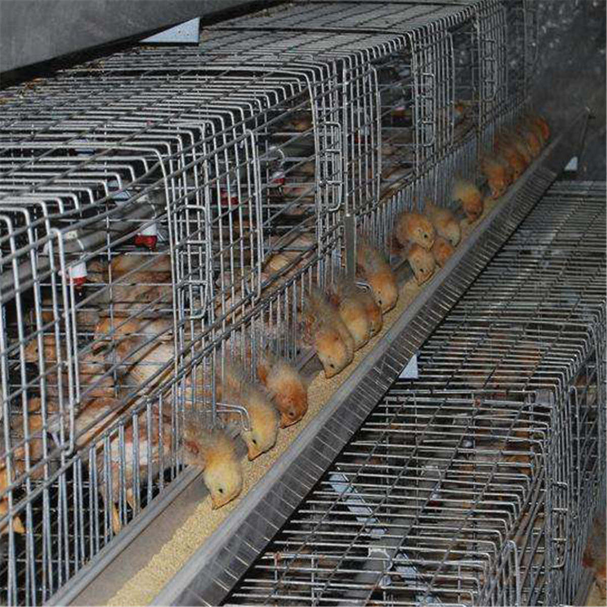 阶梯育雏笼
